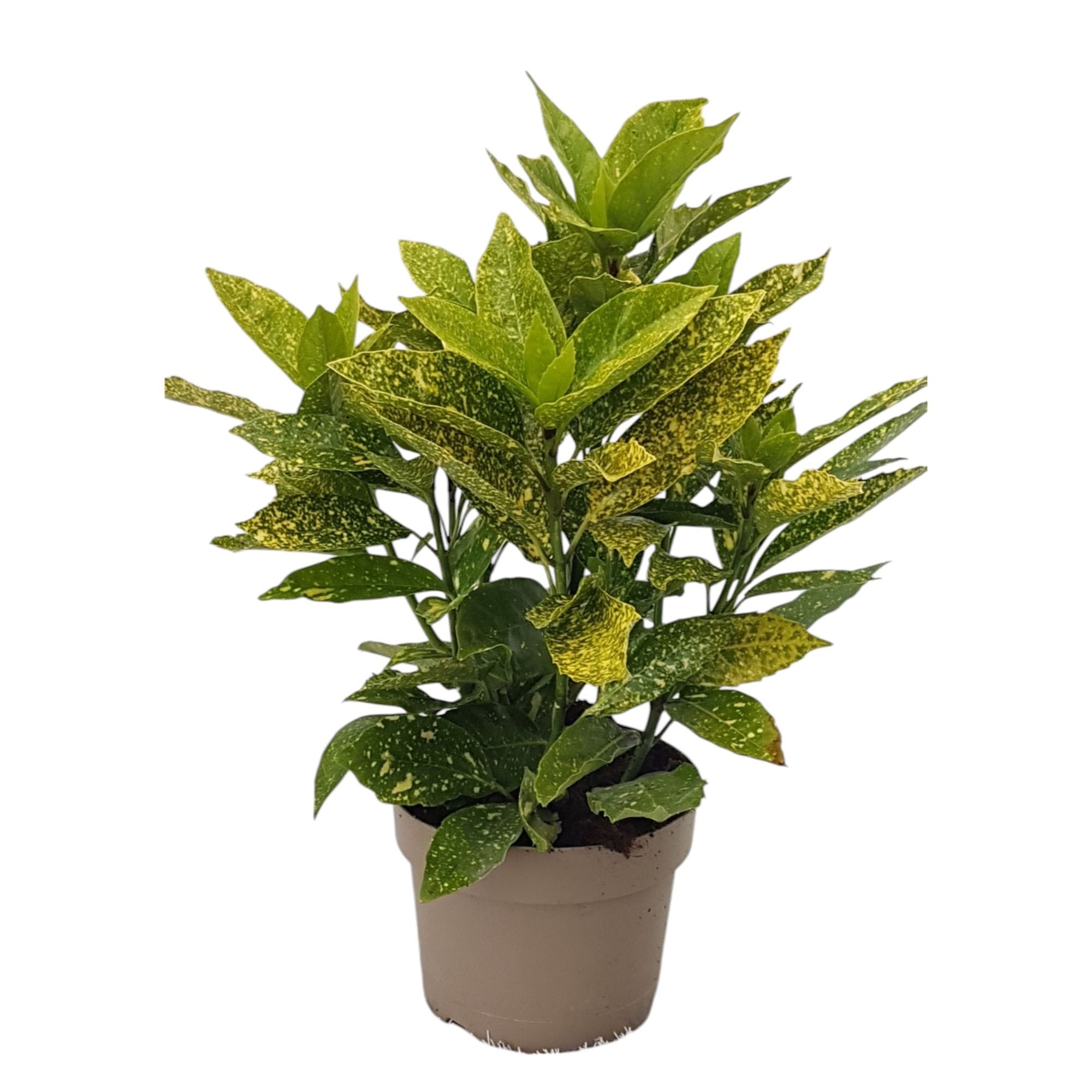 Aucuba japonica 'Crotonifolia' (Spotted Laurel)