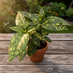 Aucuba japonica 'Crotonifolia' (Variegata, Spotted Laurel, Pomul de aur)