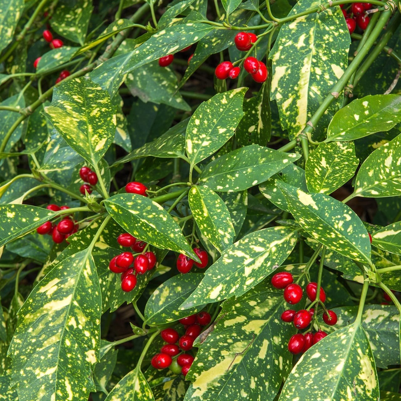 Aucuba japonica 'Crotonifolia' (Spotted Laurel)