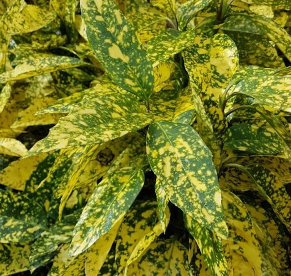 Aucuba japonica 'Crotonifolia' (Tüpfellorbeer) * Garten