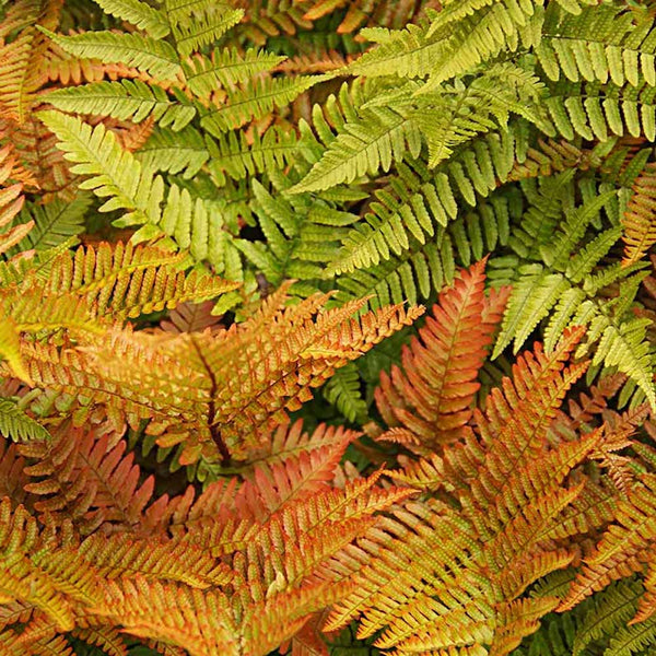 Dryopteris erythrosora (Autumn Fern, Japanese Wood Fern)