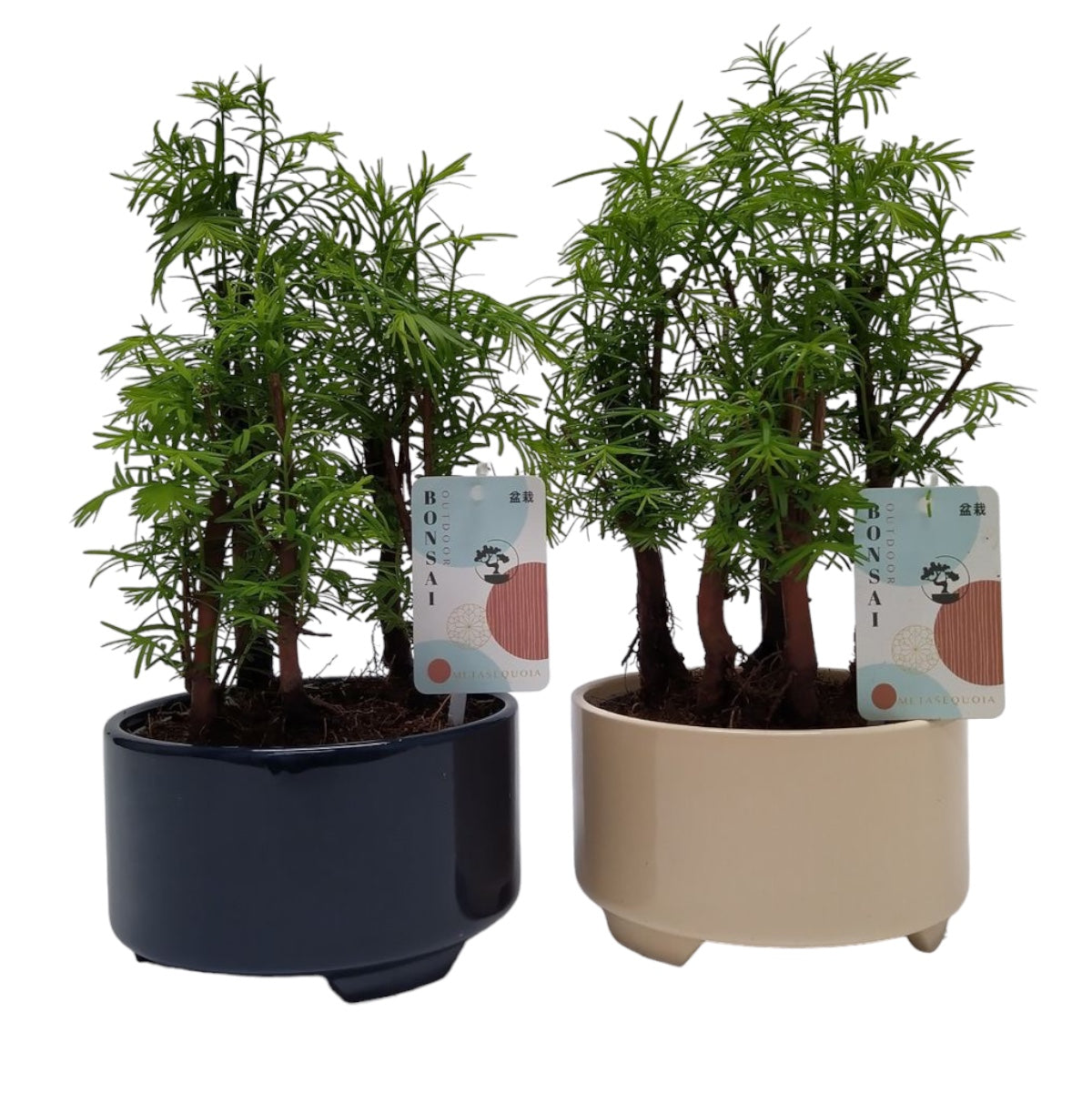 Bonsai Metasequoia (Forest)