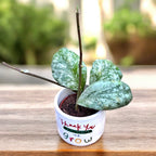 Hoya waymaniae 'Cloudy sky' (Kapuas)