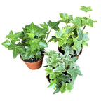 Iedera - Hedera mix D8