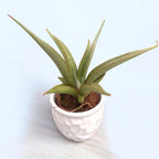 Sansevieria hybrid 'Chanin' (Sansevieria Silver Syreni)