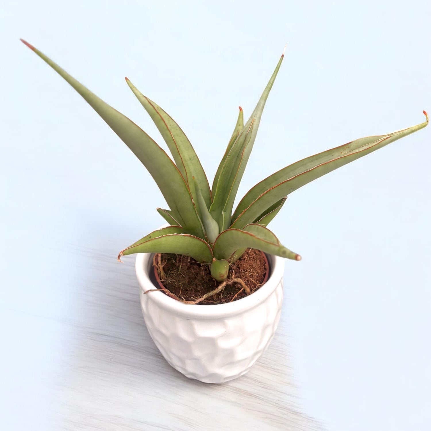 Sansevieria hybrid 'Chanin' (Sansevieria Silver Syreni)