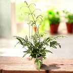 Pteris cretica 'Albolineata' - feriga cu aspect exotic