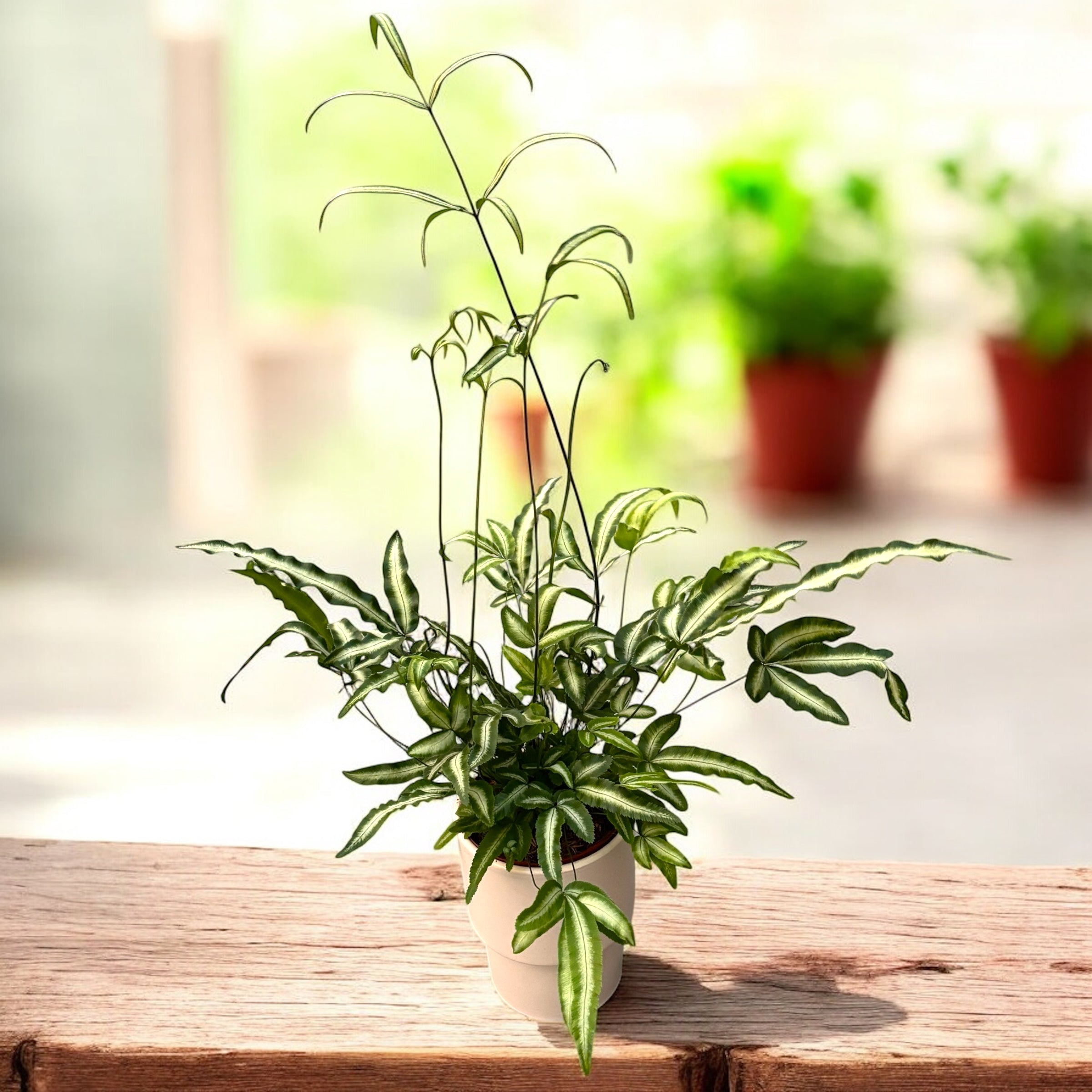 Pteris cretica 'Albolineata' - feriga cu aspect exotic