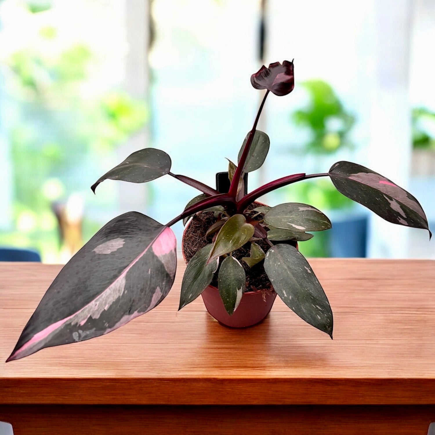 Philodendron 'Pink Princess' D12 – Secret Garden Plant Shop