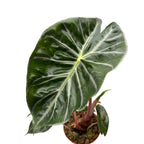 Alocasia baginda 'Pink Dragon'