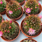 Mammillaria backebergiana subsp. ernestii