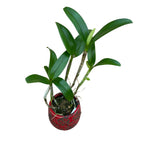 Guarianthe aurantiaca (Cattleya aurantiaca)