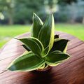Sansevieria Hahnii ‘Jade Pagoda’