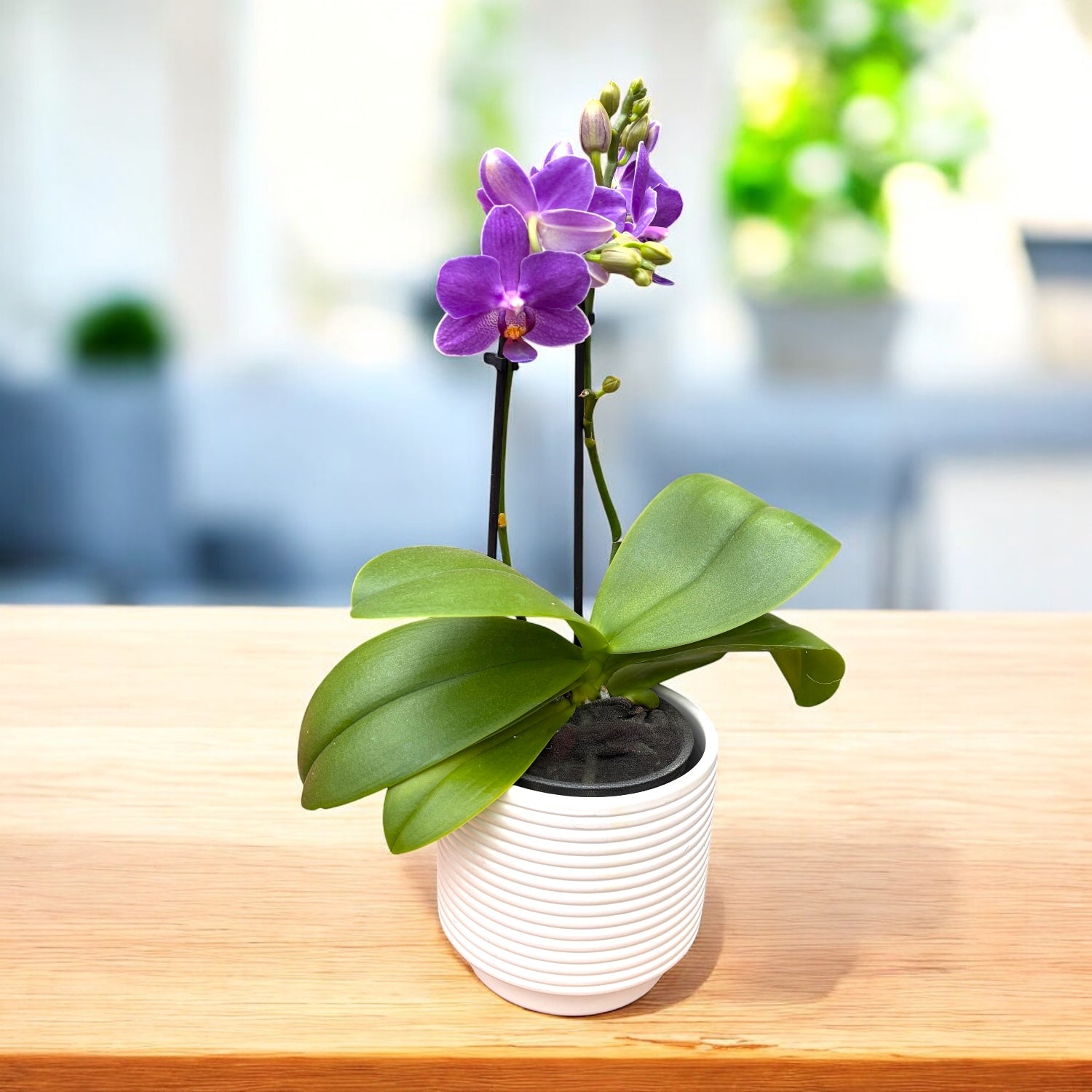 Phalaenopsis Vanilla Blue