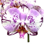 Phalaenopsis Magic Art