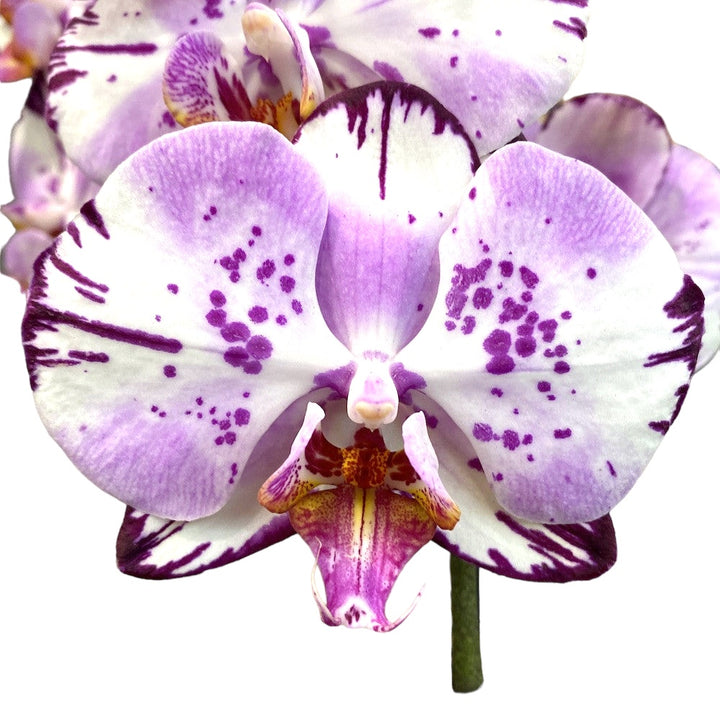 Phalaenopsis Magic Art