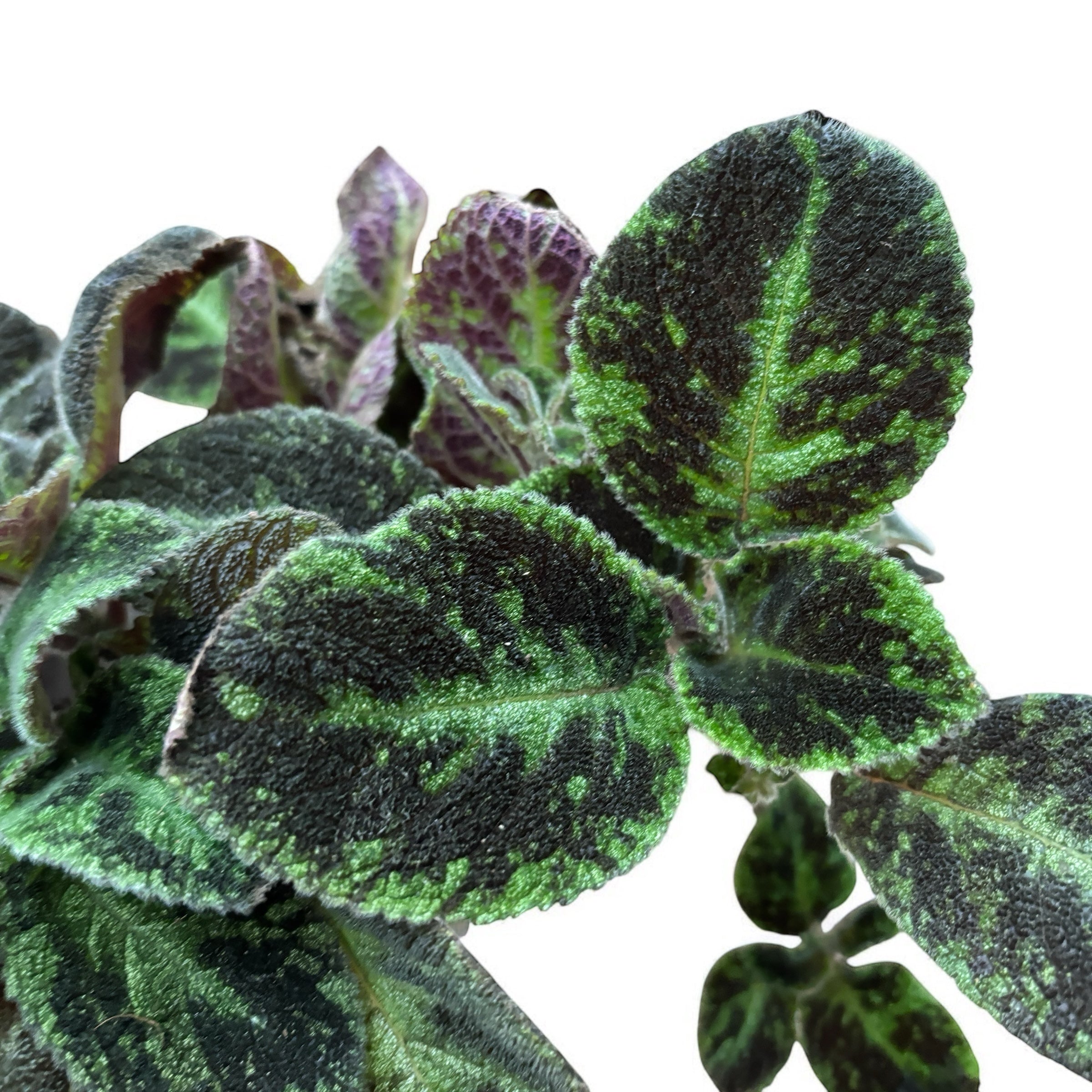 Episcia cupreata 'Black Velvet'