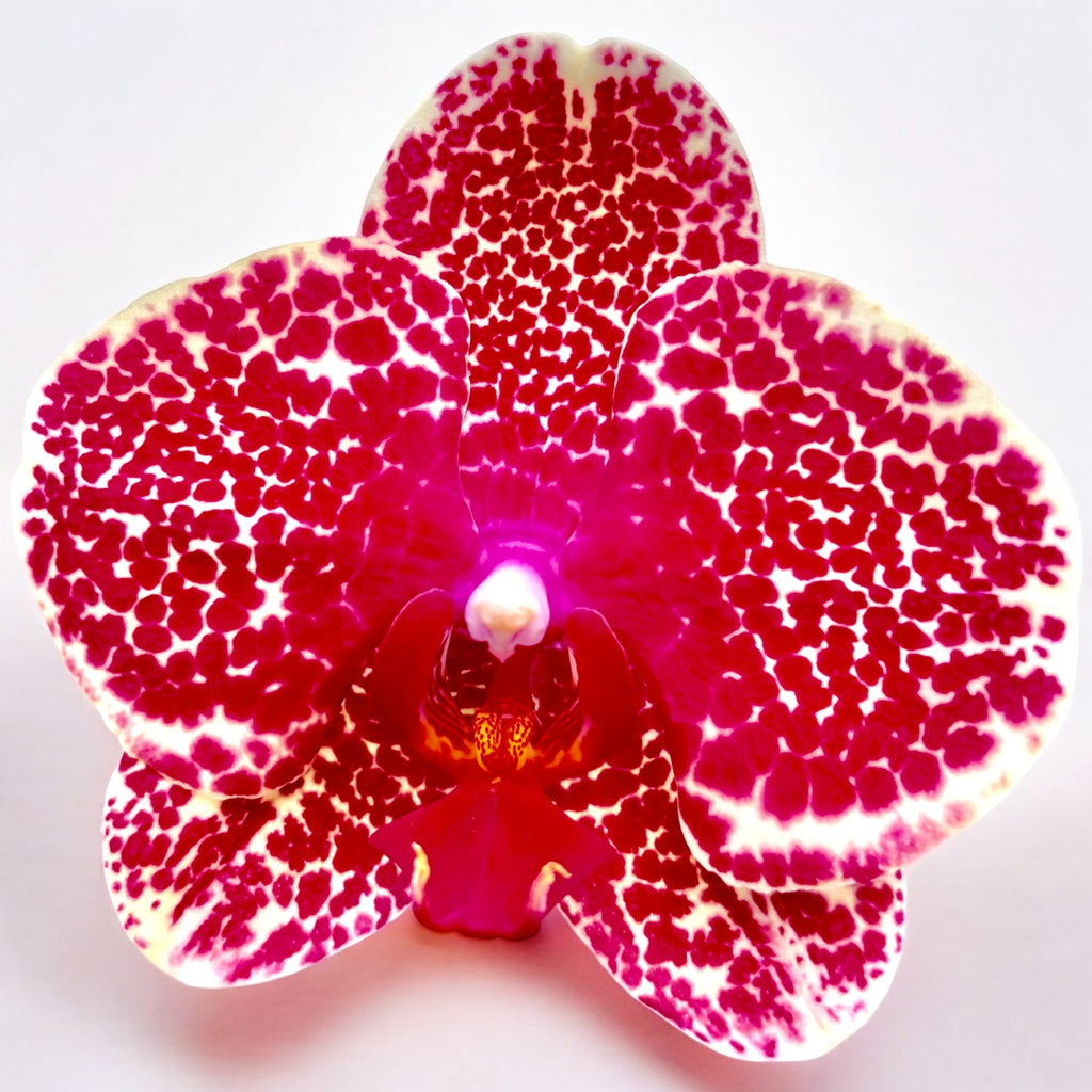 Phalaenopsis Červený Sezam