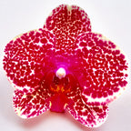 Phalaenopsis Vörös Szezám