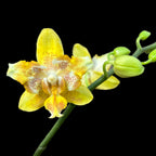 Phalaenopsis I-Hsin Samuel