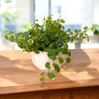 Ficus pumila 'White Sunny' - Kletterfeige mit weiß-grünem Laub und schnellem Wachstum