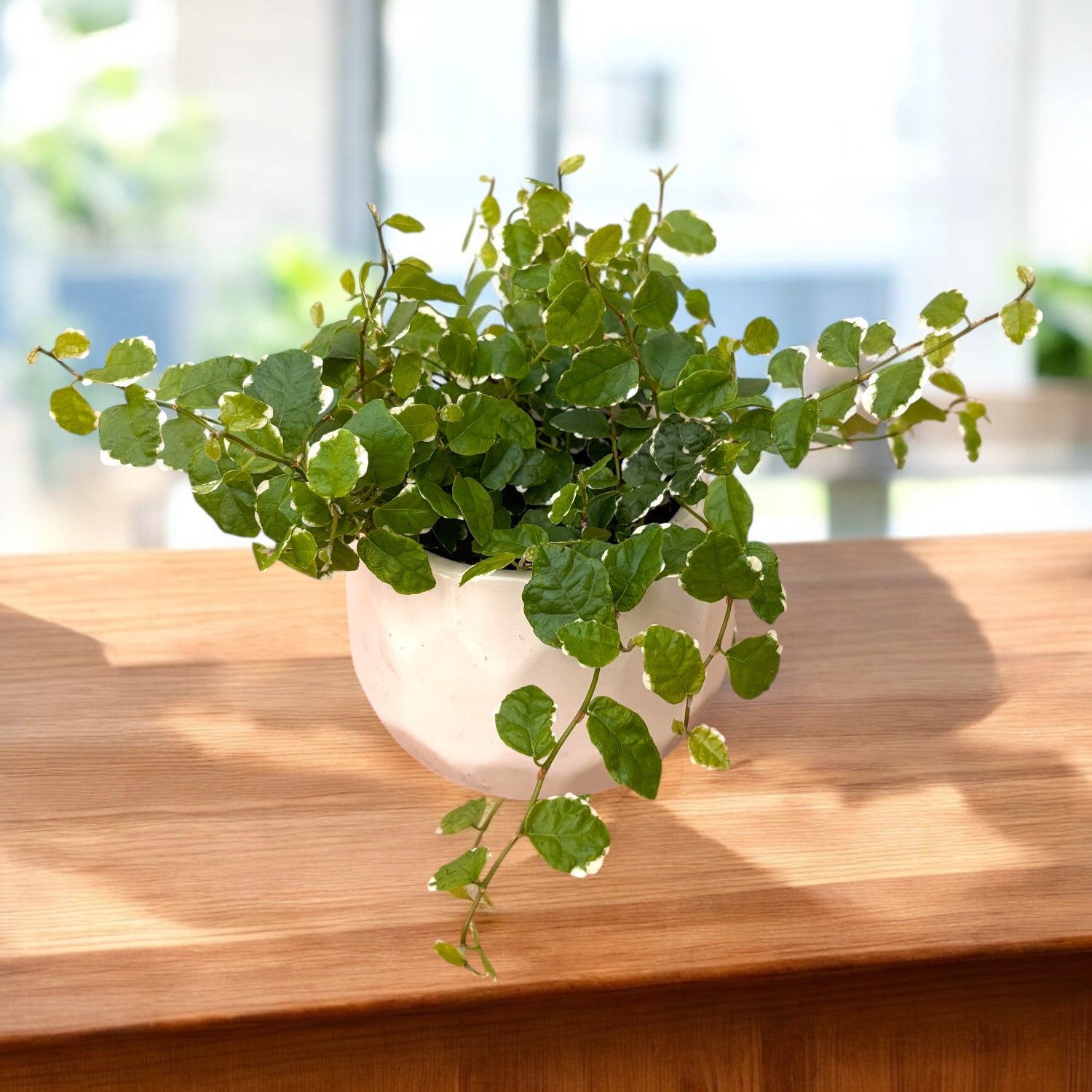 Ficus pumila 'White Sunny' - ficus tarator cu frunzis variegat si crestere rapida