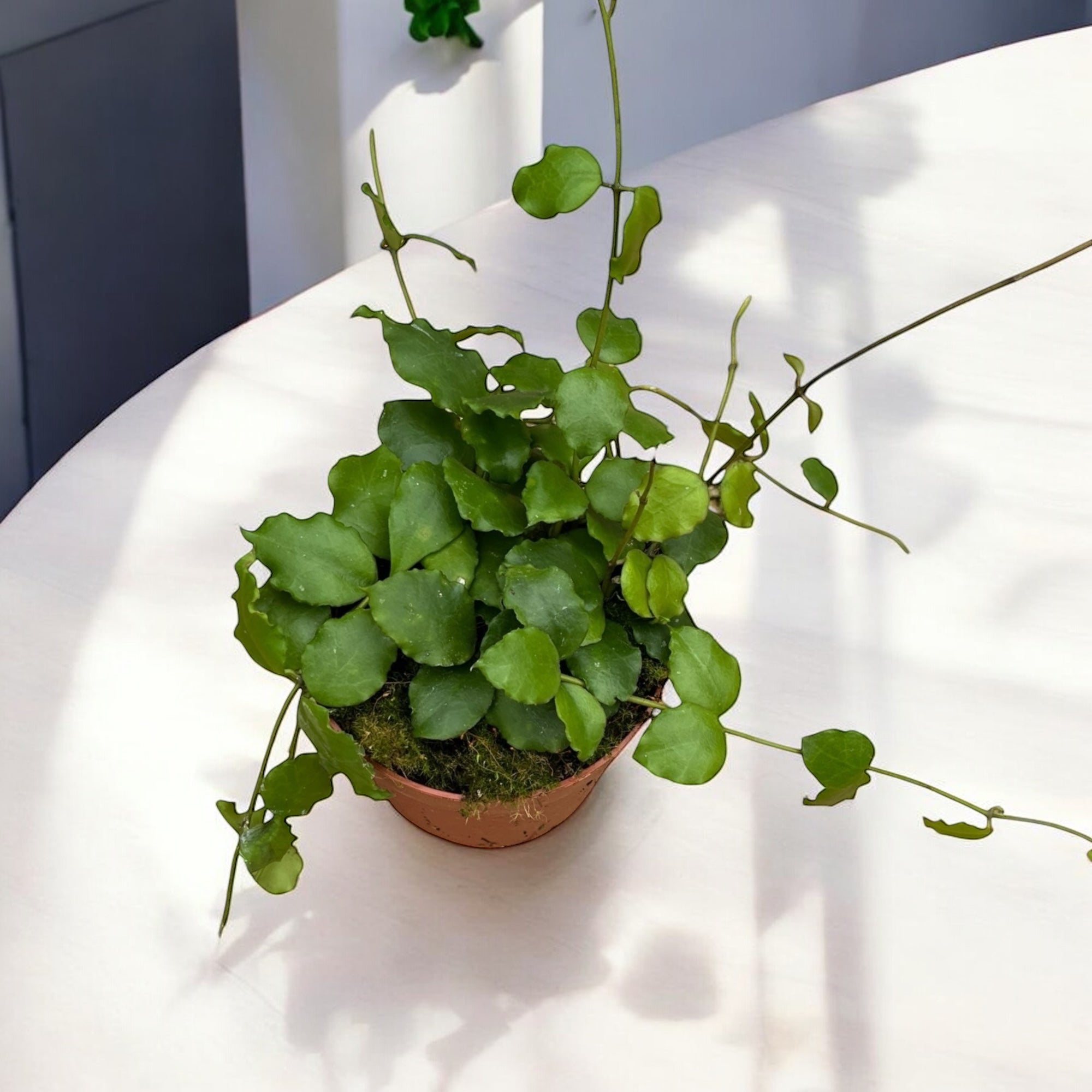 Hoya endauensis - full pots!