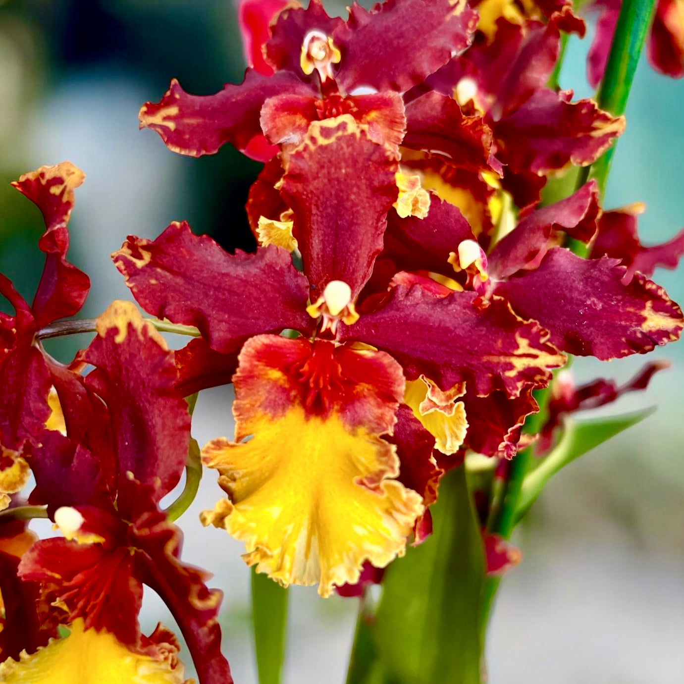 Oncostele Firecat 'Harmony'
