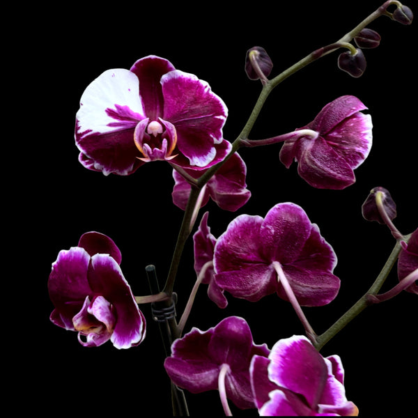 Phalaenopsis Chiada Stacy Chocolate Drop (Ph. Magic Art - Dark Solid)