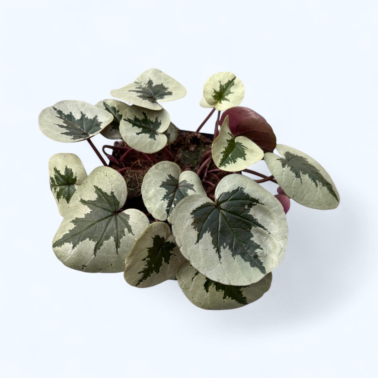 Cyclamen coum ‘White Xmas leaf’