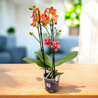 Phalaenopsis Bronze Buddha (Magical) - flori parfumate