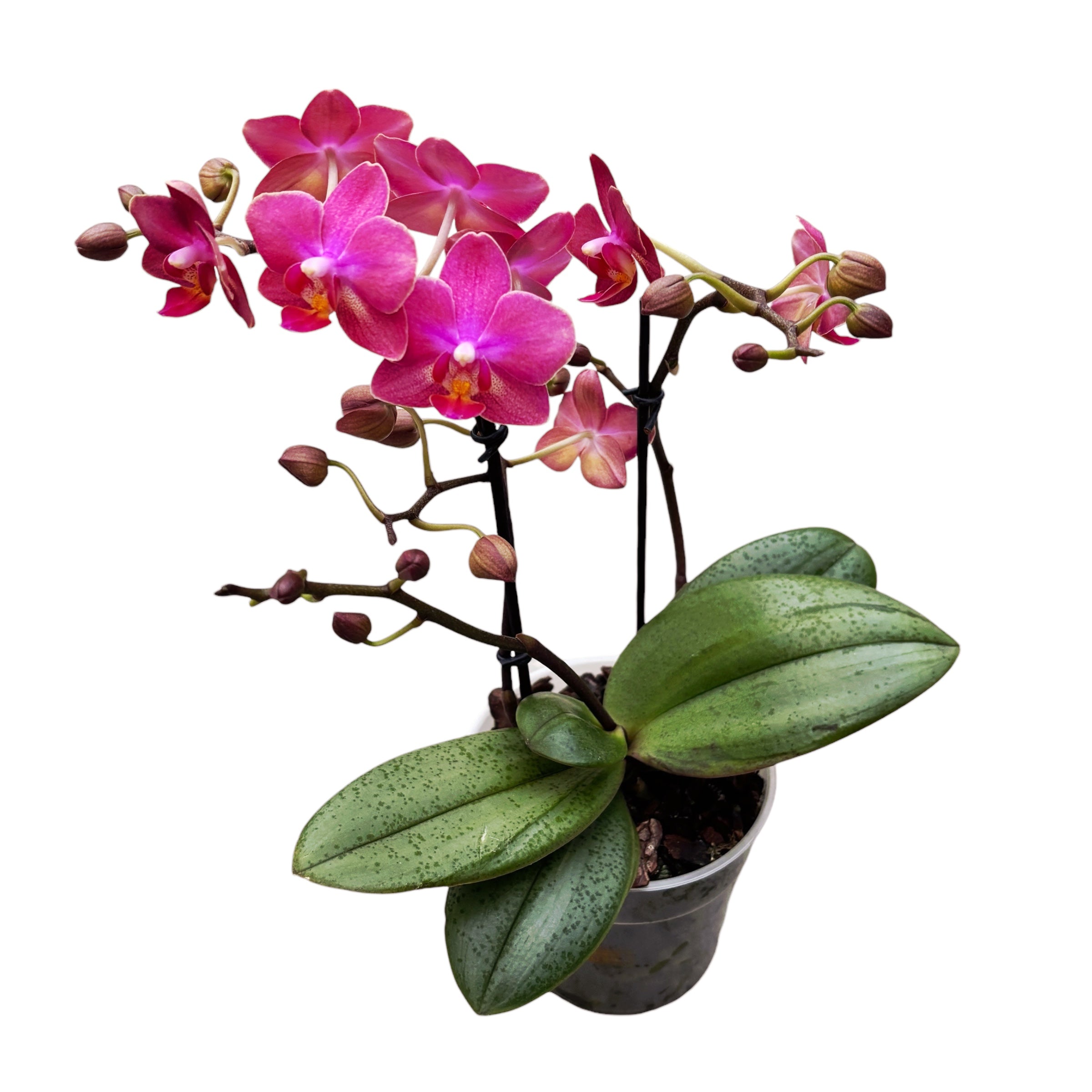 Phalaenopsis Secret Fragrance (Aromio Floral) intensiv duftende Blumen