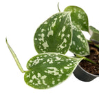Philodendron scandens pictus (jeune plante)