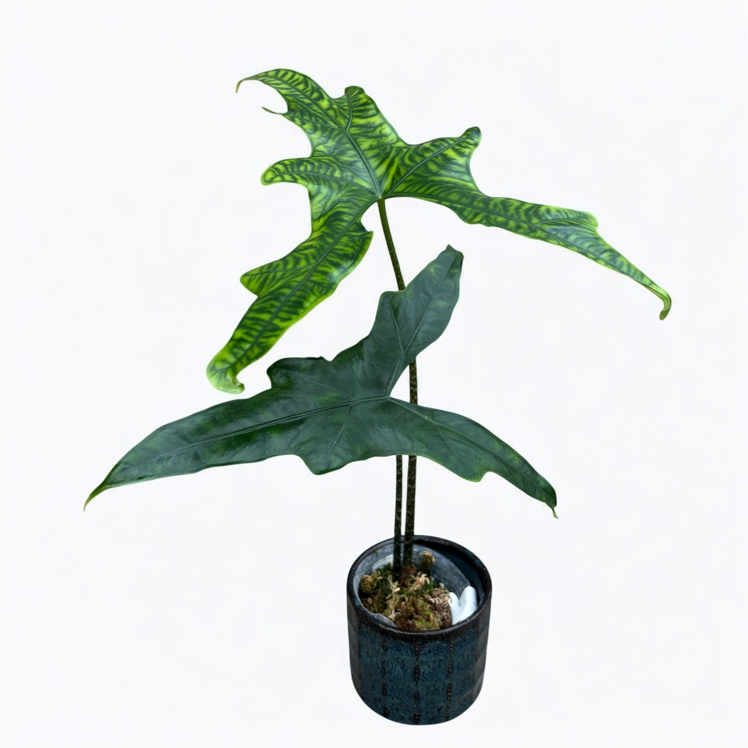 Alocasia nycteris 'Bat Wing'