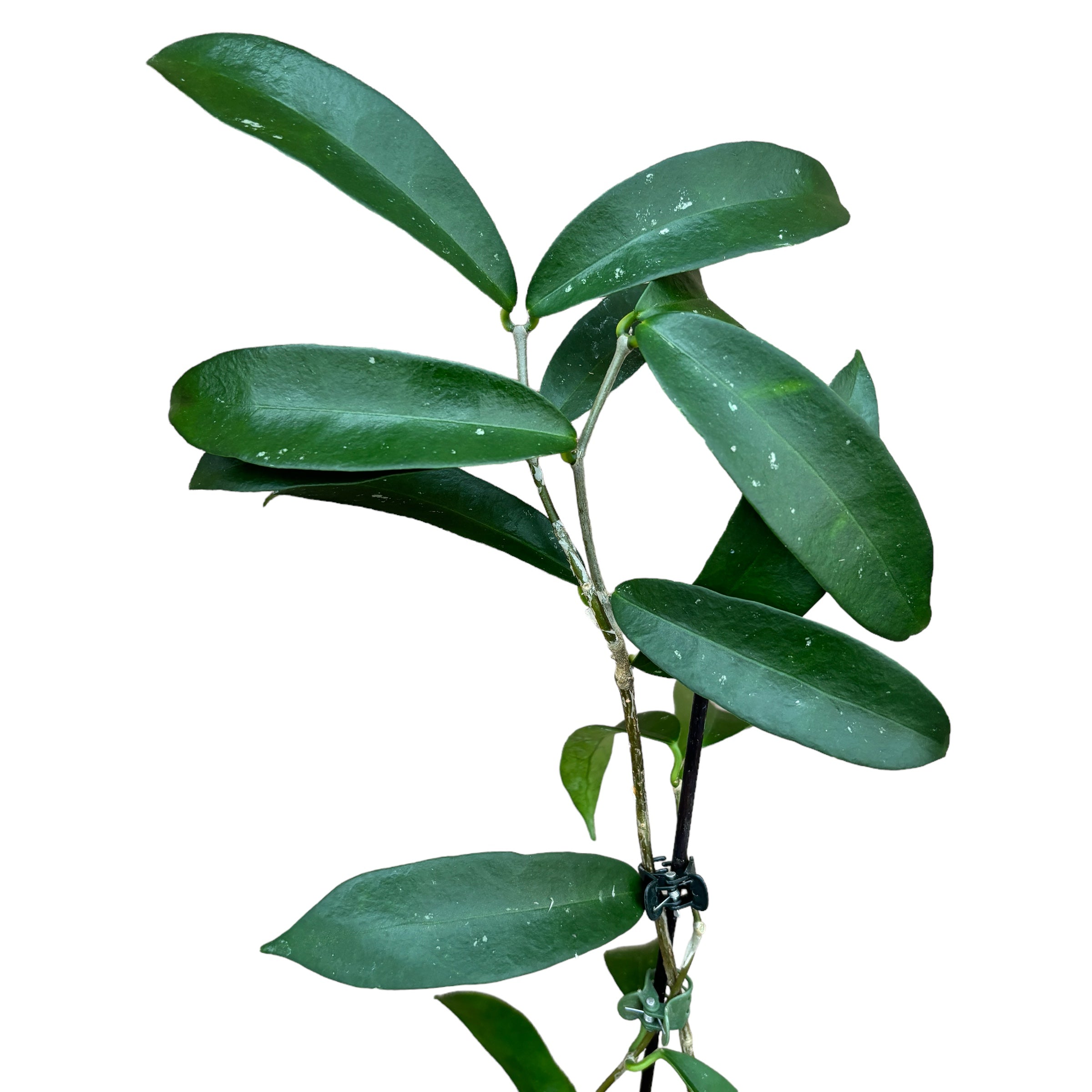 Hoya graveolens (Hoya oblongacutifolia)