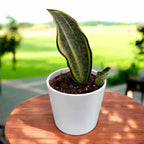 Sansevieria Masoniana Variegata (Variegated Whale Fin)
