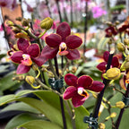 Phalaenopsis Sunrise Red Peoker (Esmee) D12 - viaszos virágok