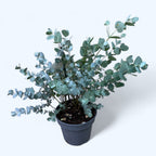 Eucalipt - Eucalyptus gunnii D16