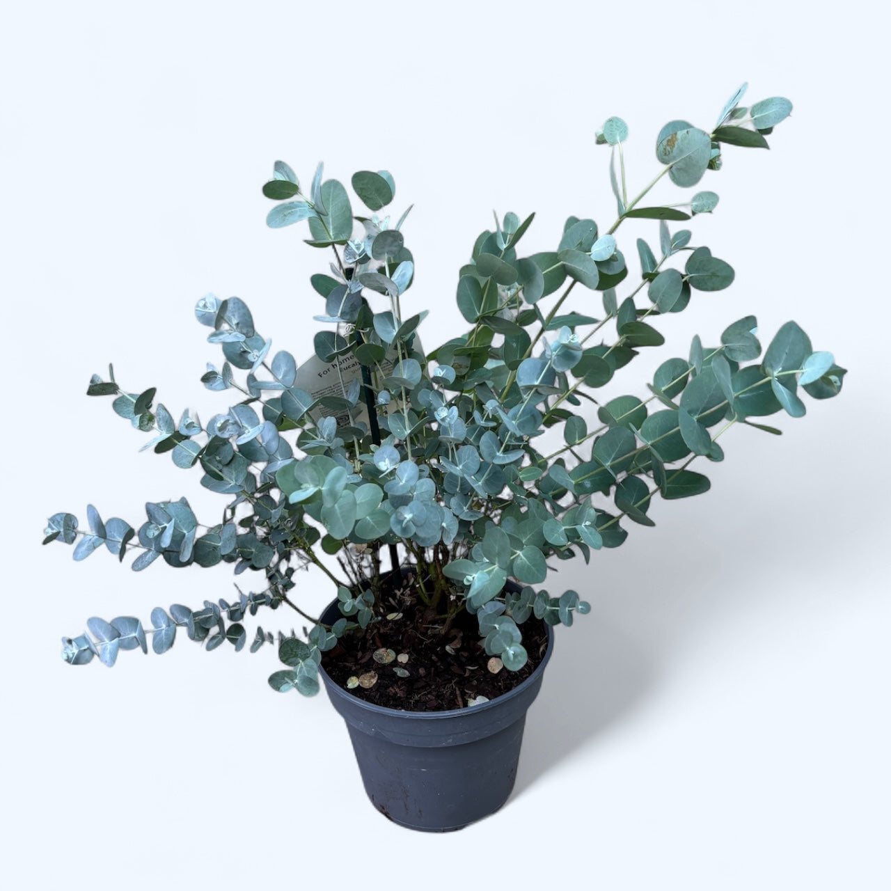 Eucalipt - Eucalyptus gunnii D16
