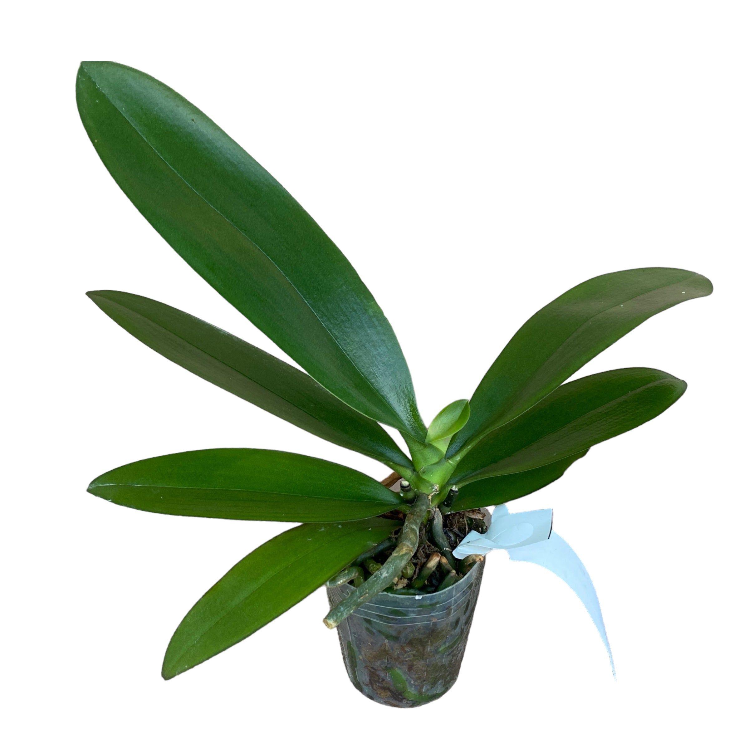 Phalaenopsis Yaphon Green Batman '417' (peloric)