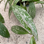 Hoya pubicalyx 'Reva' (super splash) D15 - full pots, 4 plante/pot