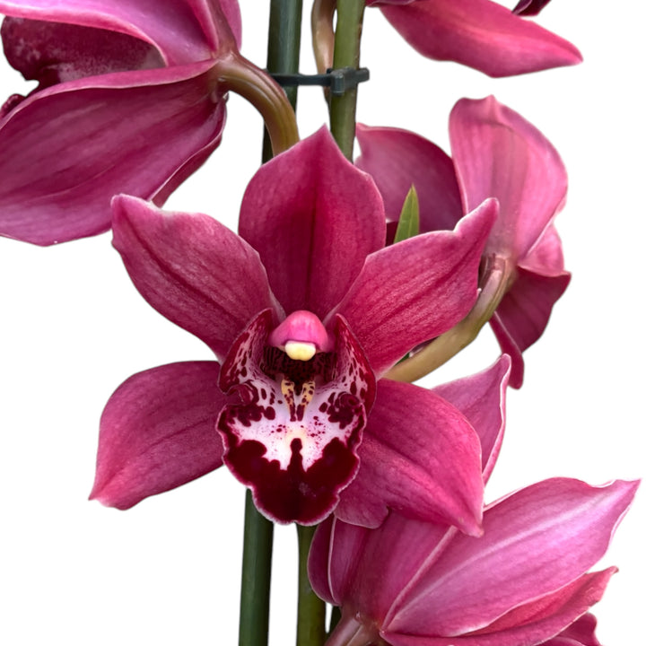 Cymbidium Peggy Sue