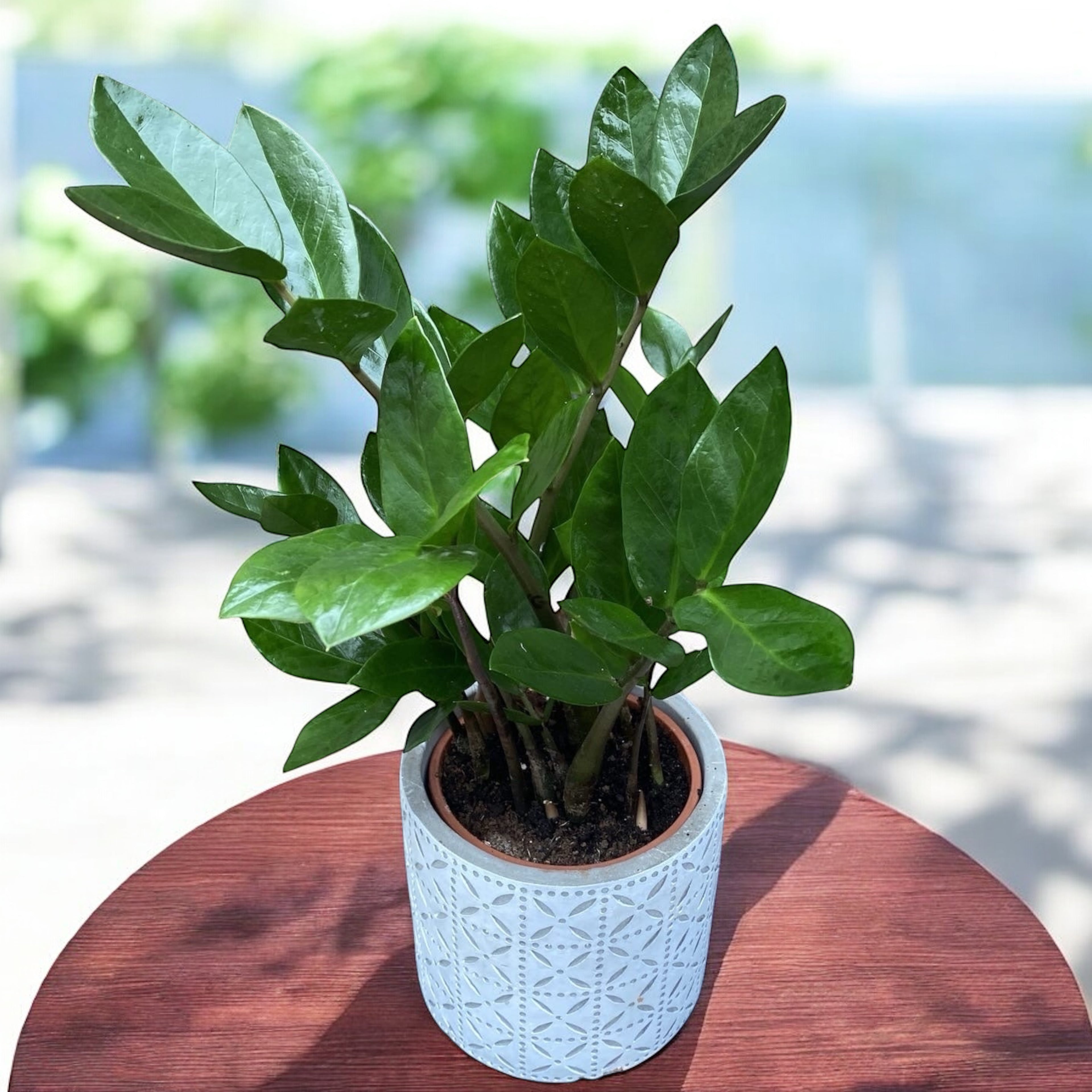 Zamioculcas zamiifolia D12 – Zanzibar Gem (Planta banilor)