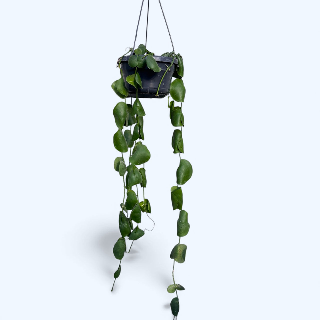 365day herb  Dischidia platyphylla - exemplare XL – Secret Garden Plant Shop