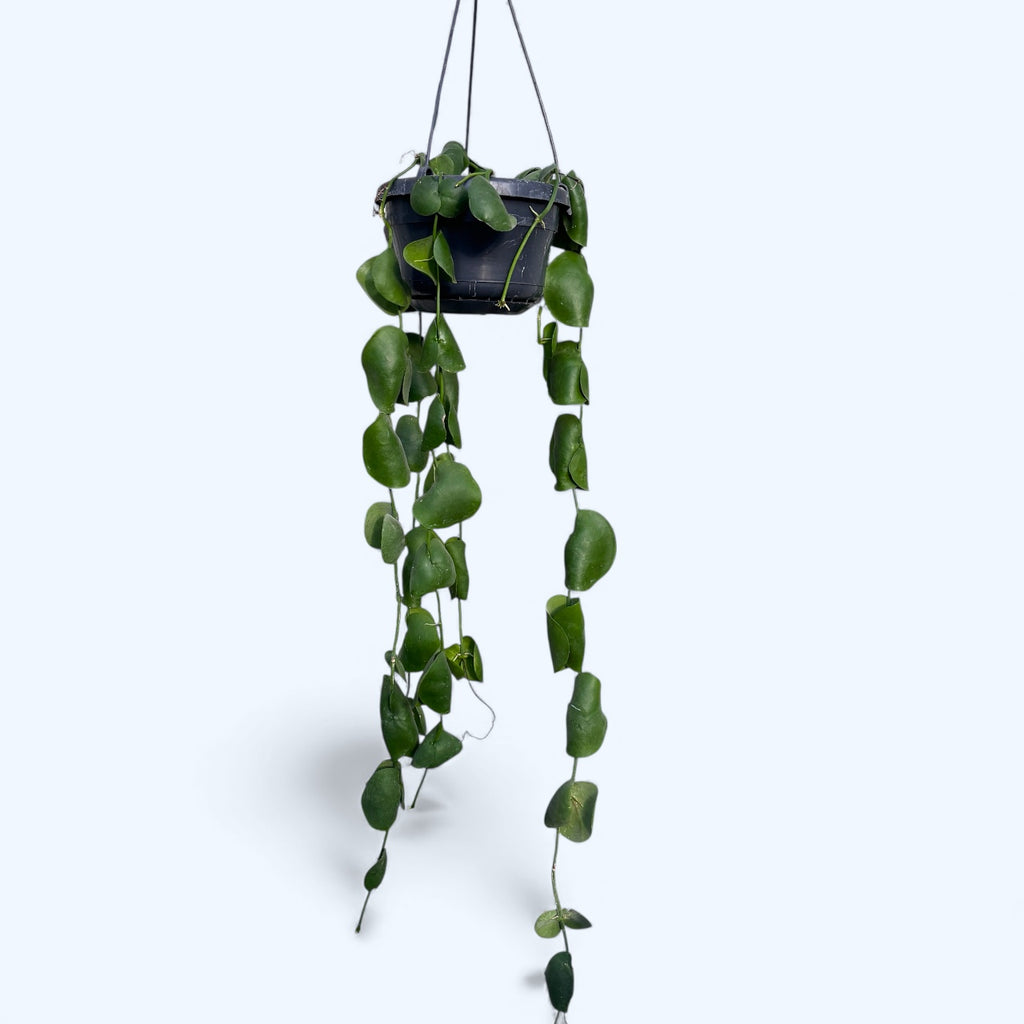 Dischidia platyphylla - XL primjerci