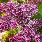 Syringa vulgaris ‘Sensation’ - liliac bicolor, intens parfumat