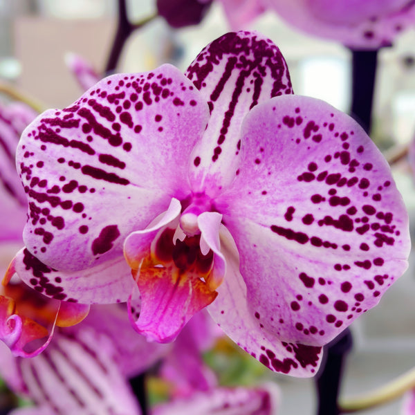 Phalaenopsis Cassie (flori XL)