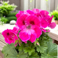 Pelargonium Grandiflorum ‘Red Velvet’ - muscate englezesti