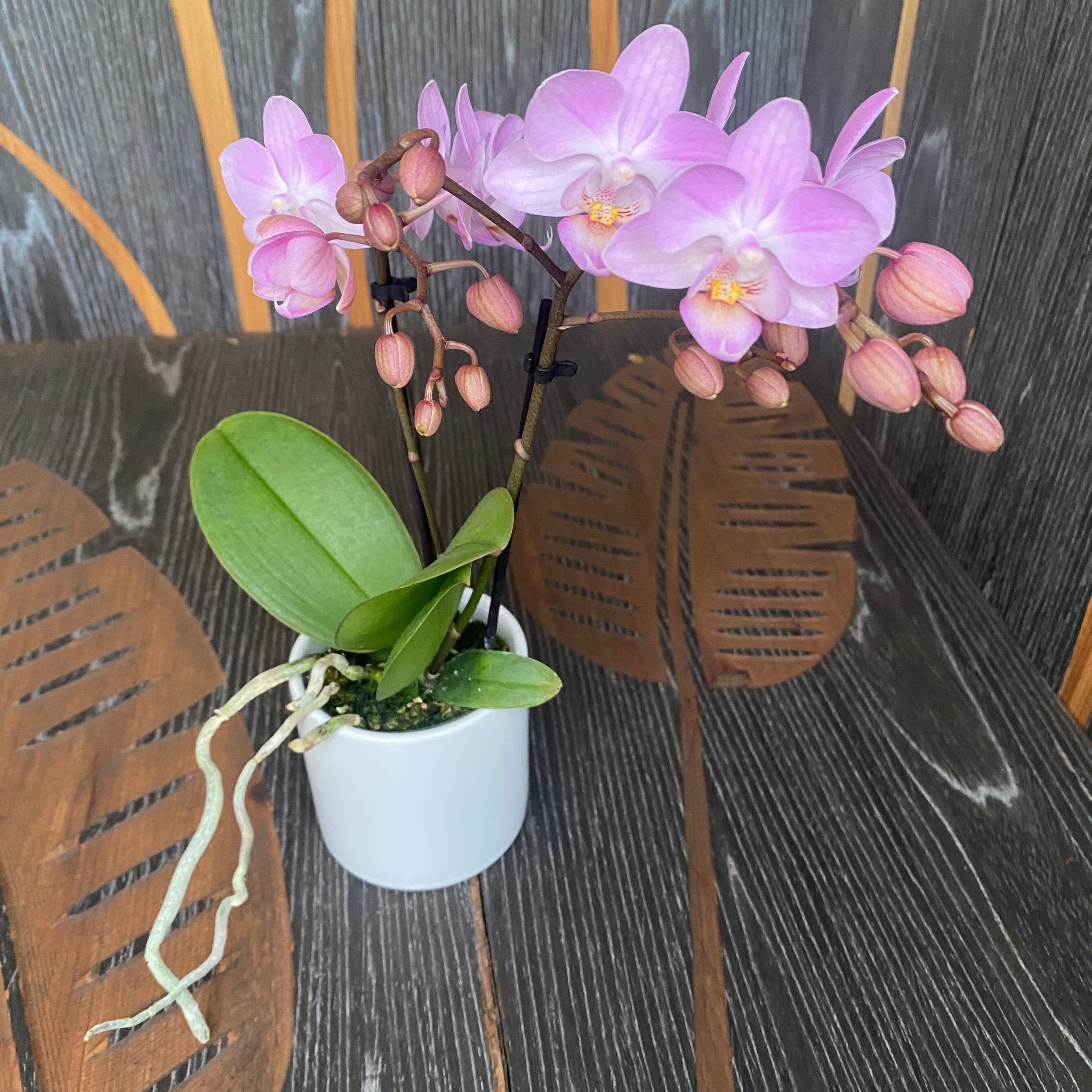 Phalaenopsis Sogo Sakura (Lieke)