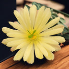 Echinocereus subinermis